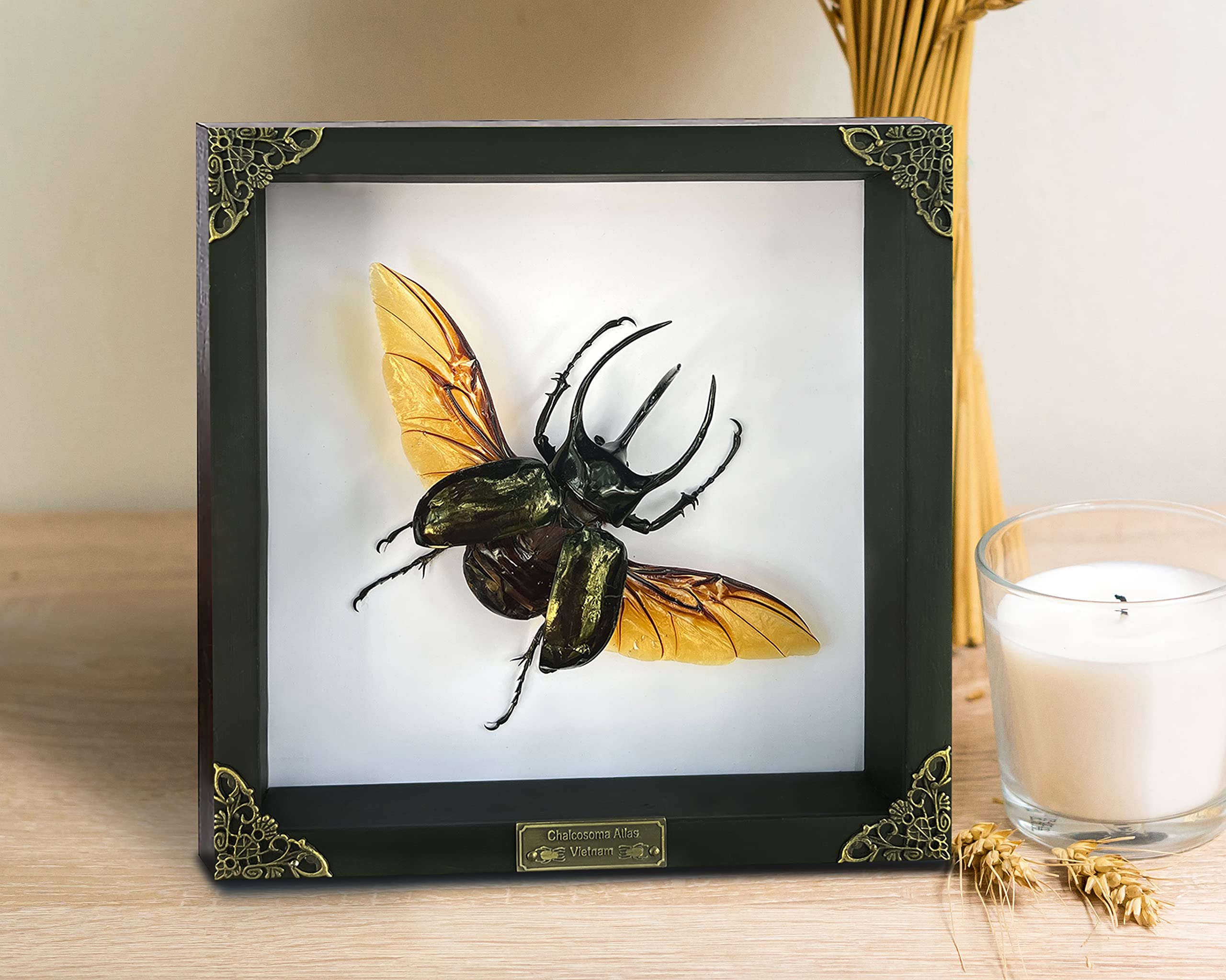 Real Framed Giant Atlas Beetle White Handmade Shadow Box Nametag Dried Bug Unique Insect Entomology Specimen Oddities Taxidermy